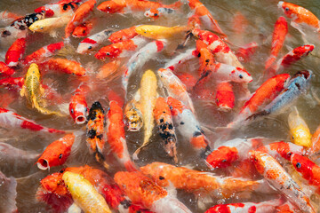 Obraz na płótnie Canvas Top view of crowding colorful carp fish or koi fish in the pond