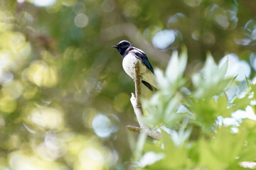 blue and white flycatcher in the forest