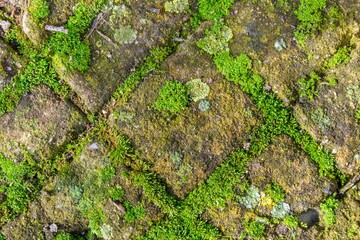 Green moss is making its way through the sidewalk tiles. A background of moss and sidewalk tiles.