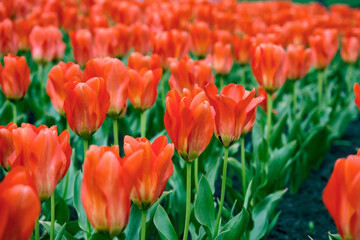 Red tulips in a garden. Beautiful buds of red tulips flooded with sunlight in the garden