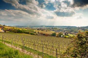 Fototapeta na wymiar Vineyards in Piedmont (Italy) in spring