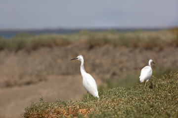 Two little egrets on the shore of Lake Manich, Kalmykia, Russia