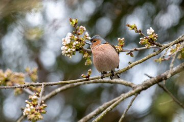 chaffinch on a branch with white blossom