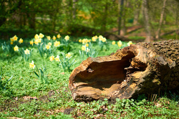 A log against a background of daffodils in the Royal Bath park in Warsaw (Łazienki Królewskie)