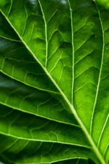Green fresh basil leaf texture. Macro leaf background. 