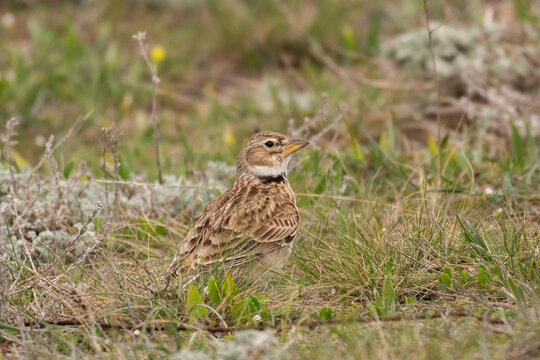 Calandra lark bird Melanocorypha calandra in spring steppe