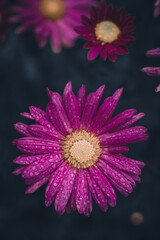 pink and yellow flower water drop
