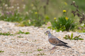 European Turtle dove, Streptopelia turtur, in the wild