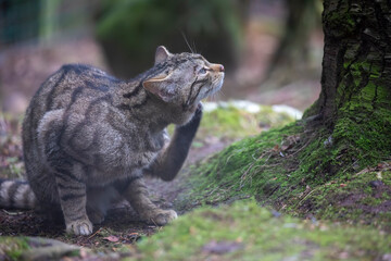 Scottish wildcat, Felis silvestris silvestris, close up within pine woodland walking and scratching during spring in Scotland.