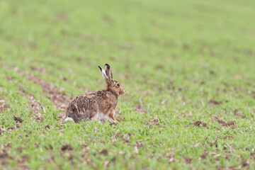 European hare Lepus europaeus sits in a field © Tatiana