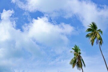 Fototapeta na wymiar Coconut trees landscape blue sky with clouds background