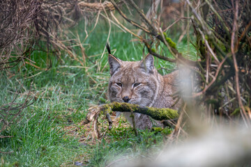 lynx, lynx lynx, portrait close up while sitting on grass besides trees and bushes. - 429159532