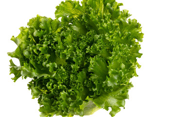 Salad leaves Bio lettuce isolated on white background.