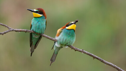 Obraz premium Two European bee eater Merops apiaster sitting on a branch with bee in their beak
