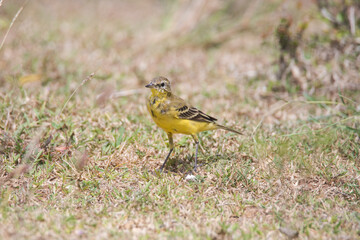 Western yellow wagtail wandering in open field