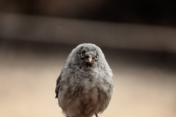 Birds of India. Capture while on a safari at Sariska National Park in Rajasthan, India. 