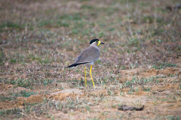 Yellow wattled lapwing wandering in open grass field