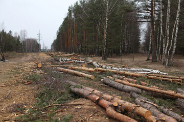 Environment, nature and deforestation - cutting down and felling of trees in a forest