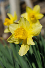 Spring flowers yellow daffodils in the garden closeup. Shallow depth of field