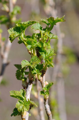 First leaves on the currant bush in the garden closeup. Shallow depth of field