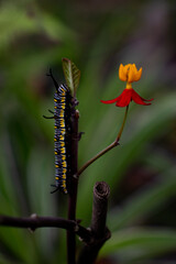 caterpillar