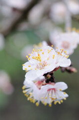 Spring apricot tree color closeup. Shallow depth of field