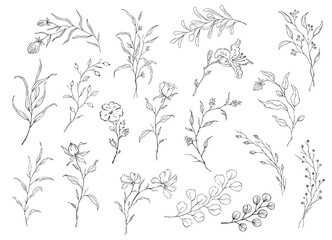 elegant hand drawn sketchy outlined floral elements, twigs branches and flowers set
