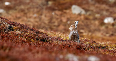 Mountain hare, Lepus timidus, spring brown colour blending into golden heather during a sunny day in cairngorms national park, Scotland.