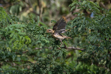 Baya weaver perching in a tree
