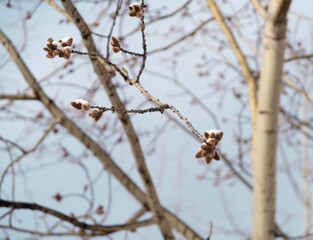 The branches of the blossoming willow are covered with snow against the background of the blue sky. Palm Sunday symbol.