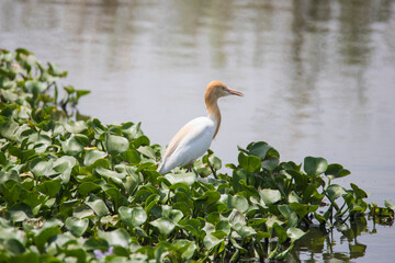 Cattle egret standing in a marshland