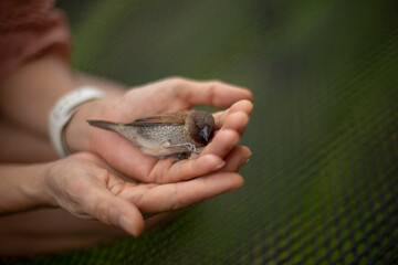The wounded bird is in the hands of human © Santi