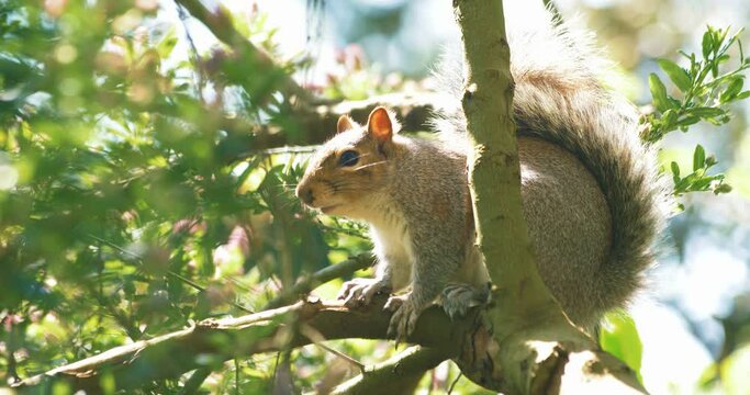 Close up shot of grey squirrel perched on tree branch