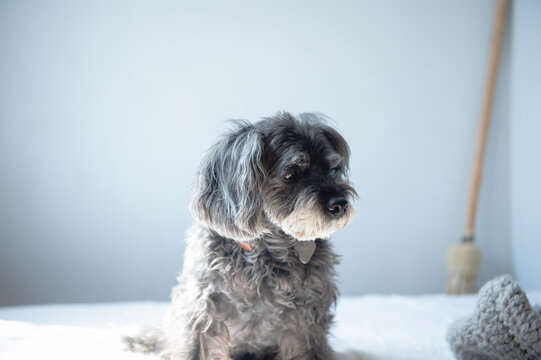 犬のポートレート