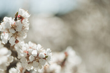 White cherry blossoms in spring sun. Selective focus of Beautiful cherry blossom. Beautiful cherry blossom background. Blossoming branches of a cherry tree in sunlight, against a blue sky.