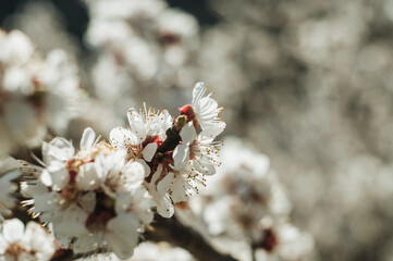 White cherry blossoms in spring sun. Selective focus of Beautiful cherry blossom. Beautiful cherry blossom background. Blossoming branches of a cherry tree in sunlight, against a blue sky.