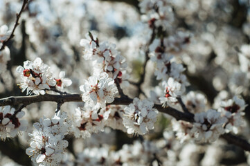 White cherry blossoms in spring sun. Selective focus of Beautiful cherry blossom. Beautiful cherry blossom background. Blossoming branches of a cherry tree in sunlight, against a blue sky.