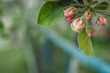 Spring time nature background with flowers. Close up view of the blooming tree branch with flowers in a green blurry background with copy space. Apple blossoms in the home garden. Place for text