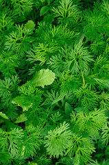 Carrots grow in the garden. Young green carrot leaves texture. Agriculture background with green carrot leaves. Bright green natural background. Film noise