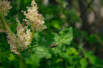 The plant rhapontic rhubarb (Rheum rhaponticum) at the time of mass flowering. Rhubarb flower closeup. Agro-cultural rapon. Rhubarb growing in the garden in spring. Film noise