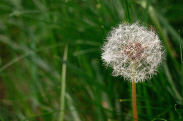A dandelion close-up in the field. Dandelion seeds in the morning sunlight on a green background