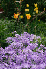 Leadwort (auriculata plumbago) flower in the garden. Purple flowers bloom in spring garden.