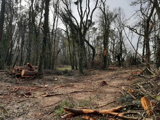 Deforestación en un bosque de Galicia después de una tala de árboles
