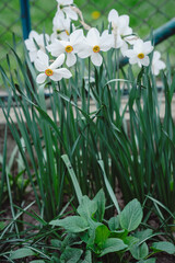 Closeup of Poet's Daffodil (Narcissus poeticus) flower. White narcissus (Narcissus poeticus) in a spring garden. Pheasant’s eye, Findern flower or Pinkster lily - Narcissus poeticus - in spring.