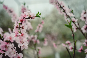 Blossoming peach tree branches, the background blurred. Peach blossom in spring. branches in full bloom.
