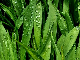 Tau auf einem grünen Blatt