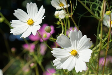 白い花　デイジー