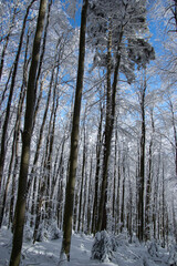 Trees covered with snow in the winter forest