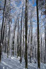 Fototapeta premium Trees covered with snow in the winter forest