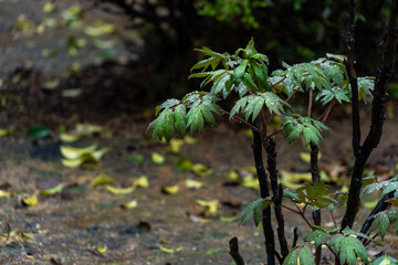 New leaves of peony came out in rainy day.